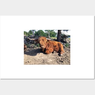 Scottish Highland Cattle Bull 2433 Posters and Art